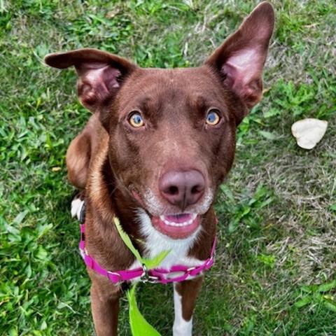 Photo for 151584 [Frodo]