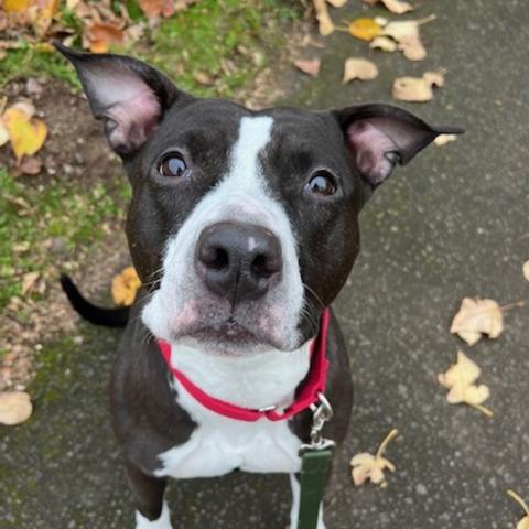 Photo for 151639 [Rosie]