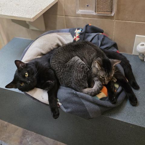 Photo for 151675 [Chicken]