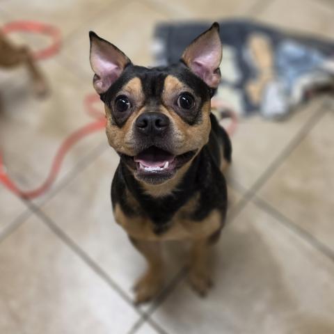 Photo for 151926 [Boot Scoot]