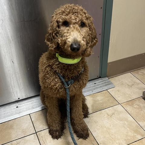 Photo for 151978 [Ducky]