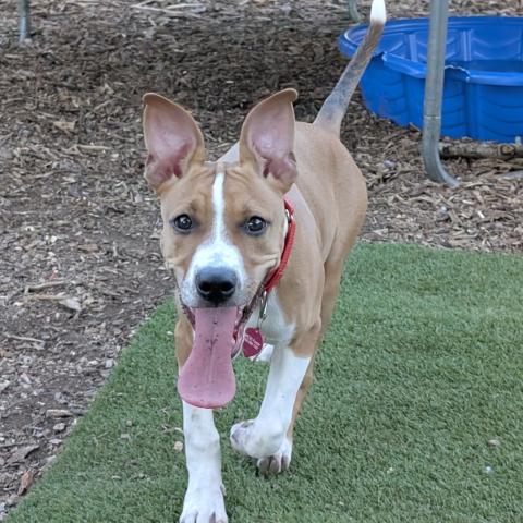 Photo for 152068 [Rio]