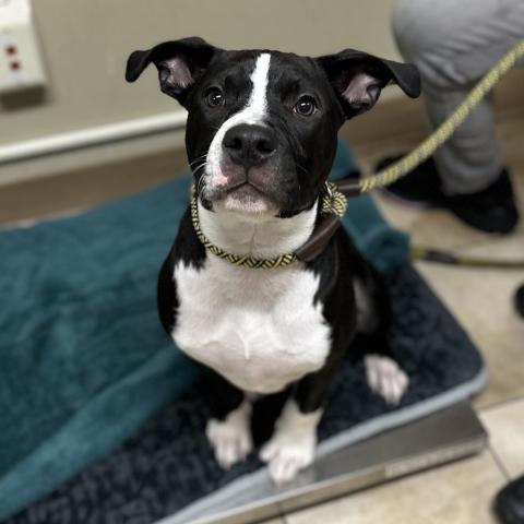 Photo for 152069 [Fidget]