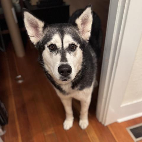 Photo for 152072 [Jean Genie / Gwen]