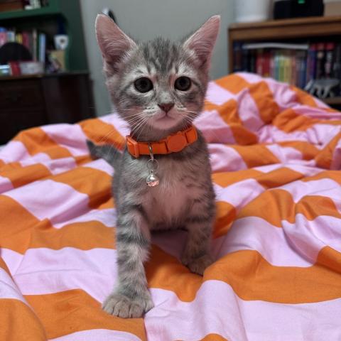 Photo for 152082 [Winston]