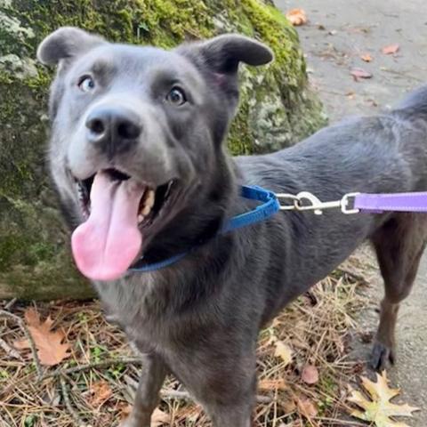 Photo for 152083 [Adso]