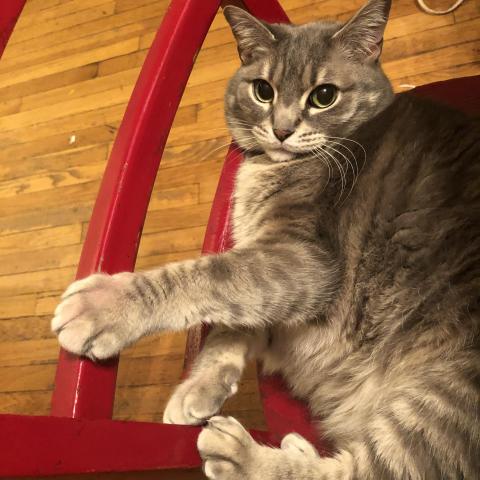 Photo for 152109 [Badger]