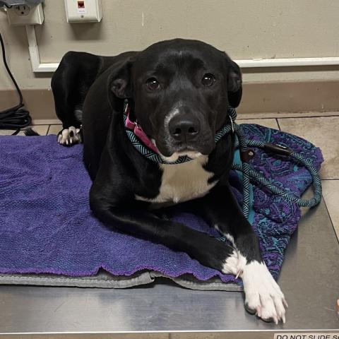 Photo for 152111 [Pupalicious]