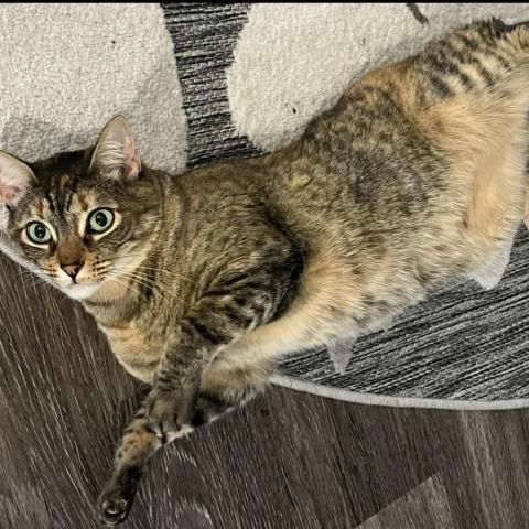 Photo for 152136 [Breakfast ]