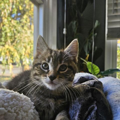 Photo for 152181 [Nutmeg]