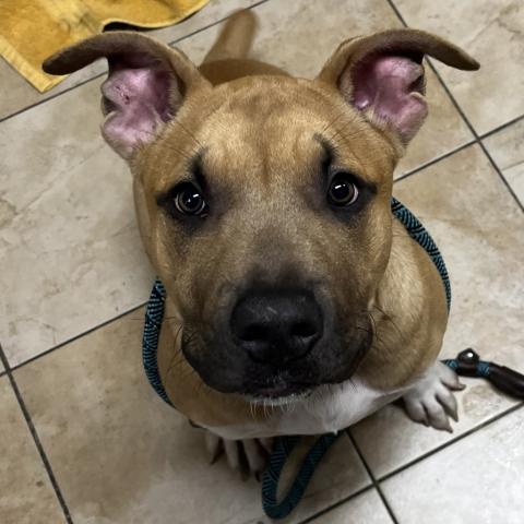 Photo for 152211 [Barkley]