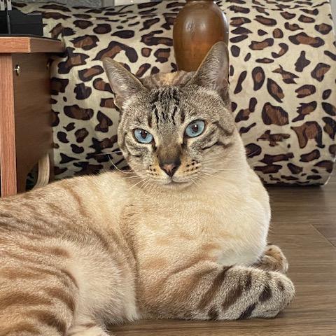 Photo for 152240 [Lenny]