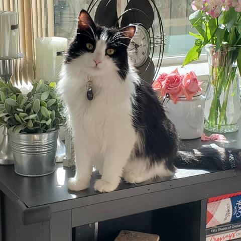 Photo for 152254 [chloe]