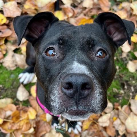 Photo for 152272 [Baby Cakes]