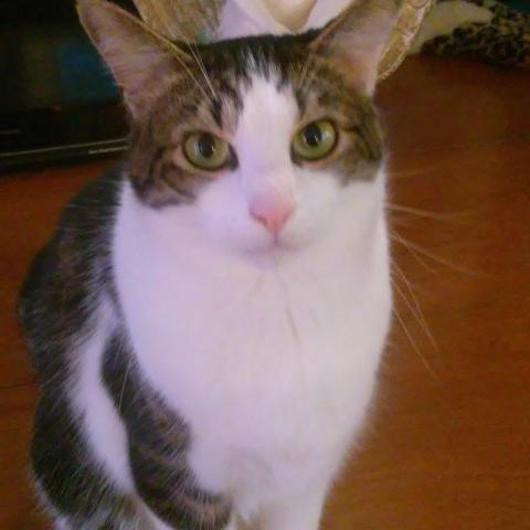 Photo for 152276 [Johnny Cage ]