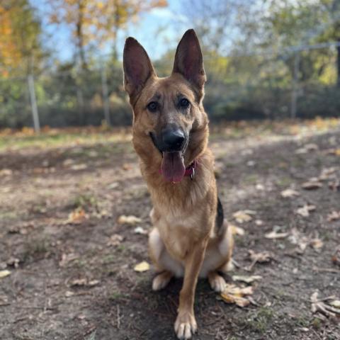 Photo for 152280 [Bella]