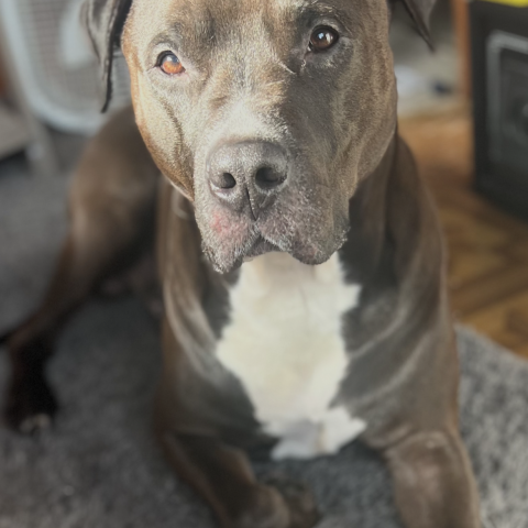 Photo for 152304 [Tyson]