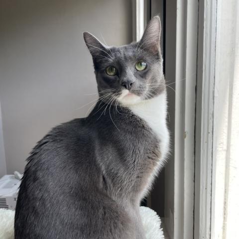 Photo for 152335 [Shark]