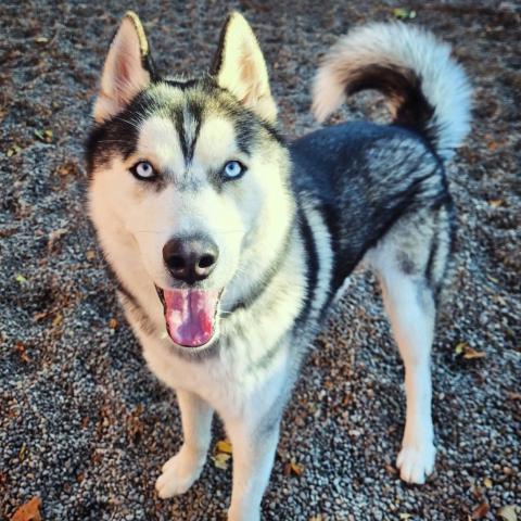 Photo for 152339 [Napoleon]