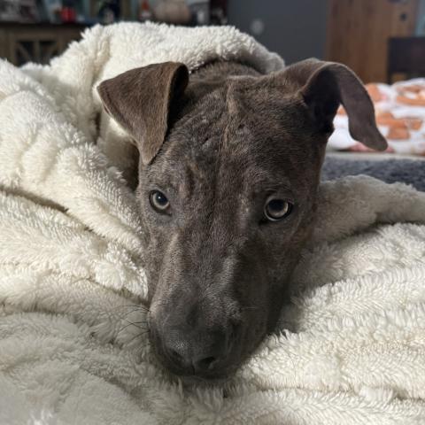 Photo for 152363 [Robert]