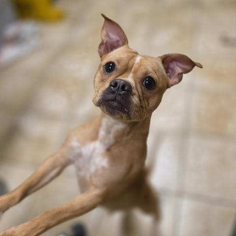 Photo for 152375 [Boogie]