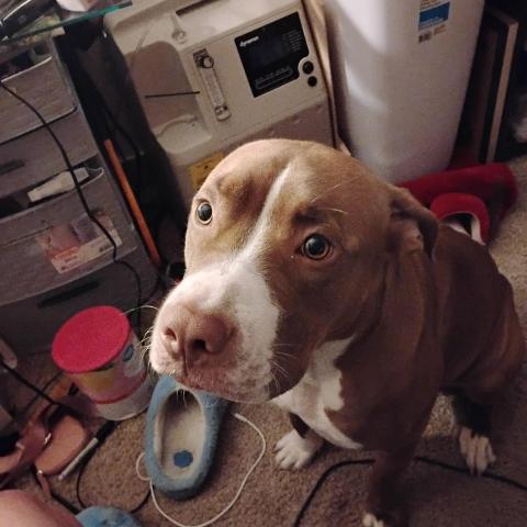 Photo for 152385 [Nova]