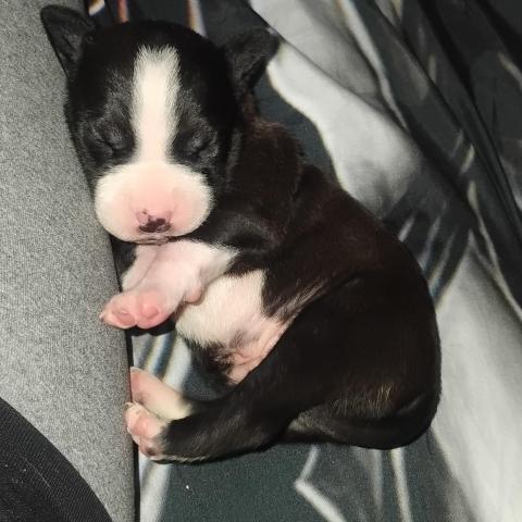 Photo for 152447 [Oreo]