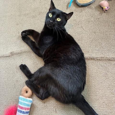 Photo for 152477 [Dagger]