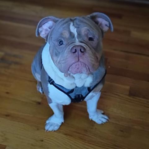 Photo for 152485 [Tank]