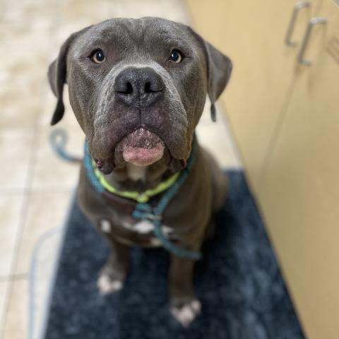 Photo for 152537 [Butterball]