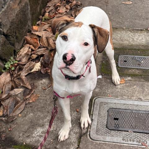 Photo for 152539 [Dancer]