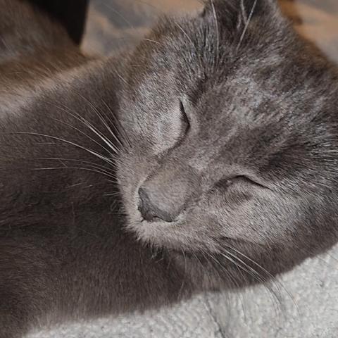 Photo for 152549 [Princess]