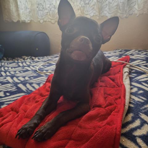 Photo for 152560 [Coco]