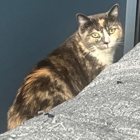 Photo for 152588 [Dakota]