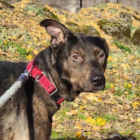 Photo for 152595 [Voodoo]