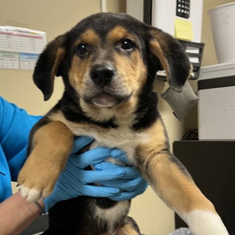 Photo for 152681 [Pride]