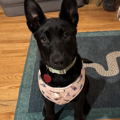 Photo for 152685 [Sophie]