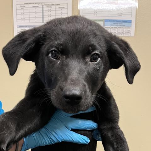 Photo for 152690 [Envy]