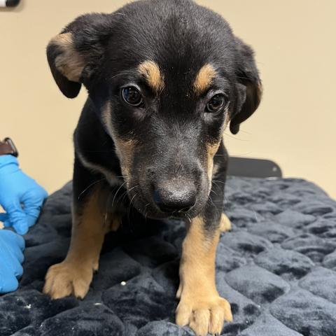 Photo for 152691 [Sloth]