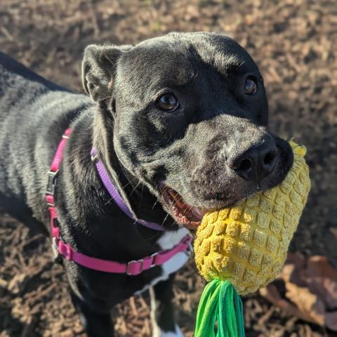 Photo for 152700 [Cookie]