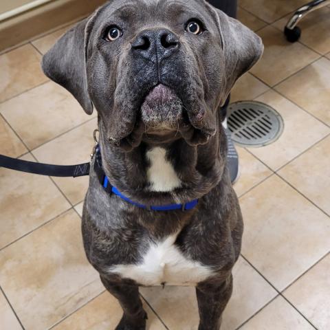 Photo for 152724 [Hawke]