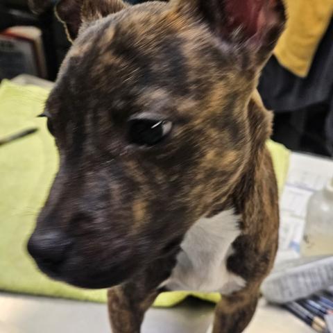 Photo for 152751 [Clash]