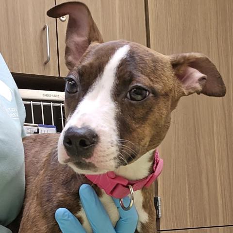 Photo for 152753 [Misfit]