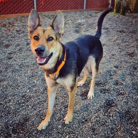 Photo for 152800 [Squash]