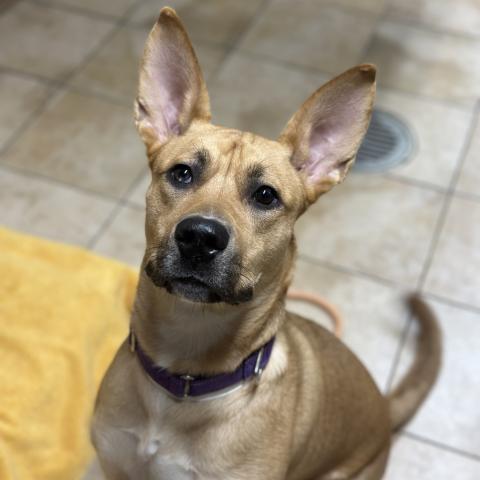 Photo for 152831 [Roo]