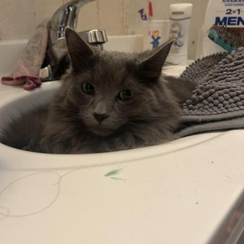 Photo for 152903 [Uno]