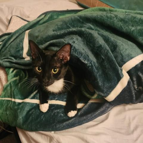 Photo for 152910 [Baby man]