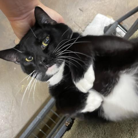 Photo for 152940 [Mr. Midnight Tuna]