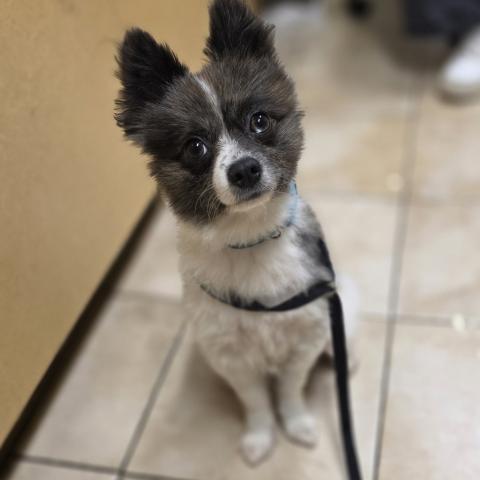 Photo for 152942 [Parsnip]