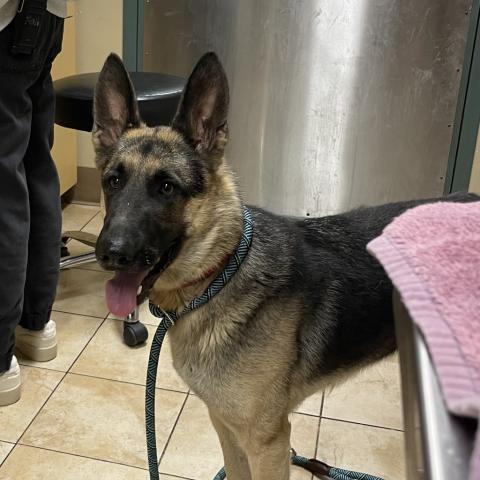 Photo for 152975 [Samba]